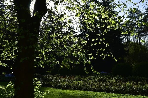 Paisaje Primavera Parque Atardecer —  Fotos de Stock