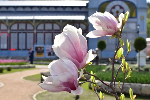 Magnolia Floreciente Primer Plano Parque Flower Garden Pyatigorsk — Foto de Stock