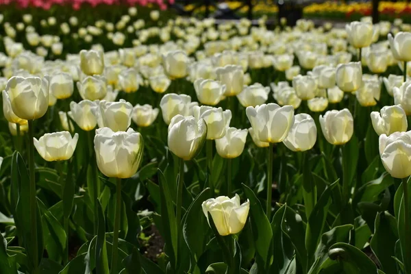 Weiße Tulpen Blumengarten Von Pjatigorsk Einem Sonnigen Tag — Stockfoto