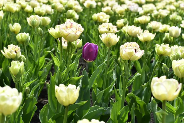 Lila Tulpe Zwischen Doppelten Blumen Blumenbeet — Stockfoto