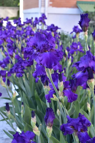 Violet Ίριδας Λουλούδια Στο Σπίτι — Φωτογραφία Αρχείου
