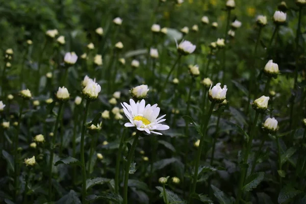 Kamomillblomma Bland Oöppnade Knoppar — Stockfoto