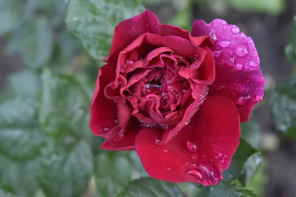 Vista Superior Una Hermosa Rosa Con Gotas Lluvia — Foto de Stock