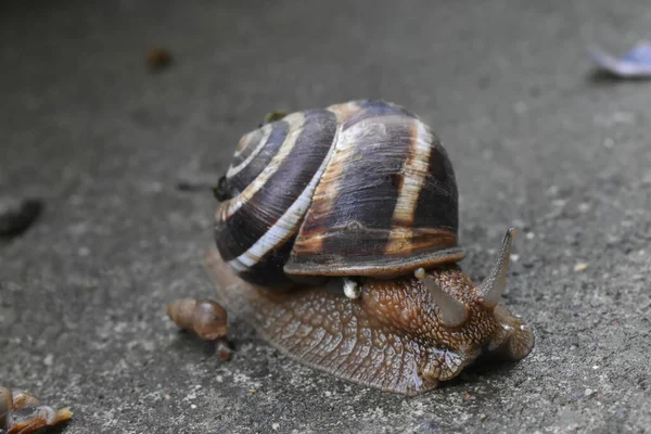 Jardín Caracol Primer Plano Asfalto — Foto de Stock