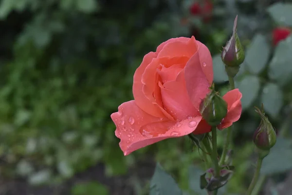 Rosa Rosa Con Gotas Agua Después Lluvia Sobre Fondo Vegetación — Foto de Stock