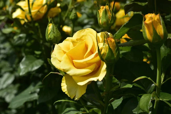 Żółta Róża Słoneczny Dzień Ogrodzie — Zdjęcie stockowe