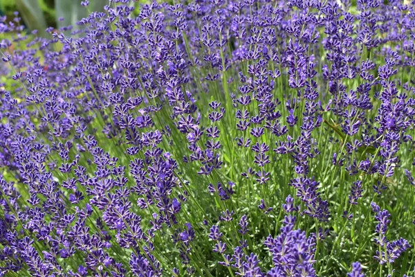 Lavanda Floreciente Jardín Día Claro Soleado —  Fotos de Stock