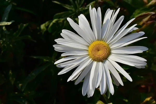 Vista Superior Flor Camomila Dia Ensolarado — Fotografia de Stock