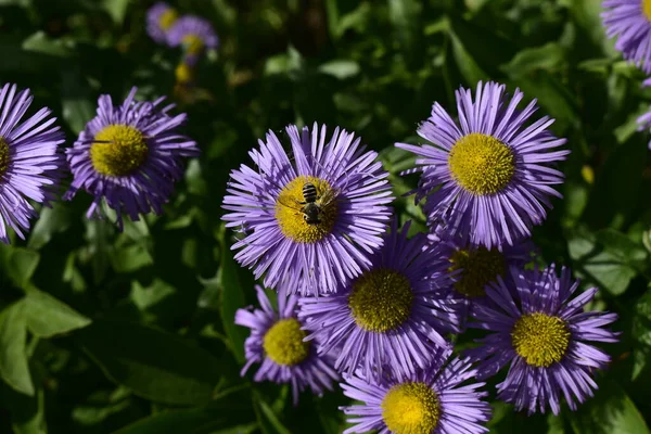 Пчела Лиловом Астере Солнечный День — стоковое фото