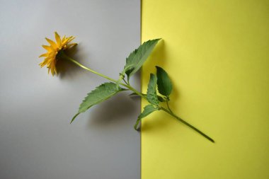 Gri-sarı arka planda bir helopsis çiçeği