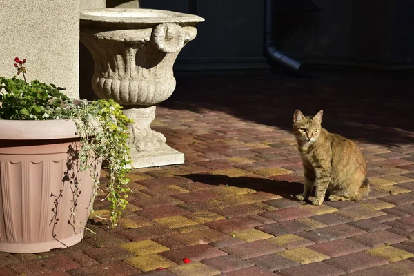 夏日阳光明媚的早晨 人行道上有一只生姜猫 — 图库照片