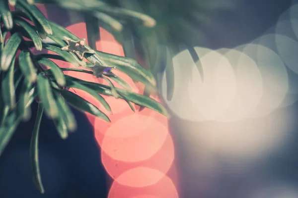 Nahaufnahme Von Weihnachtsbaumzweigen Mit Leuchtendem Weihnachtssternenschmuck Schöner Roter Und Weißer — Stockfoto