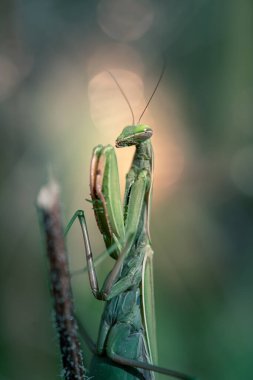 Mantid dininin (peygamberdevesi) doğal koşullarda yakın çekimi