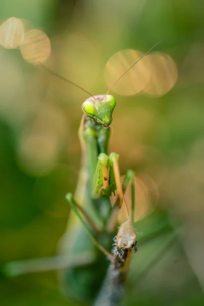 Κοντινό Πλάνο Του Mantis Religiosa Αλογάκι Της Παναγίας Φυσικές Συνθήκες — Φωτογραφία Αρχείου