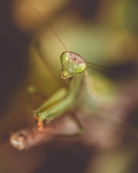 Gros Plan Mantis Religiosa Mante Religieuse Dans Des Conditions Naturelles — Photo