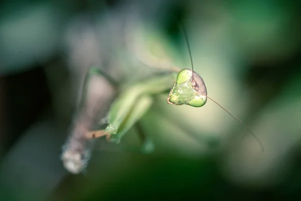 Close Mantis Religiosa Louva Deus Condições Naturais — Fotografia de Stock