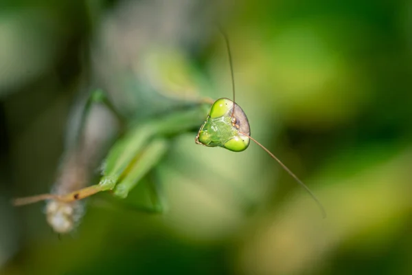 Primer Plano Mantis Religiosa Mantis Religiosa Condiciones Naturales — Foto de Stock