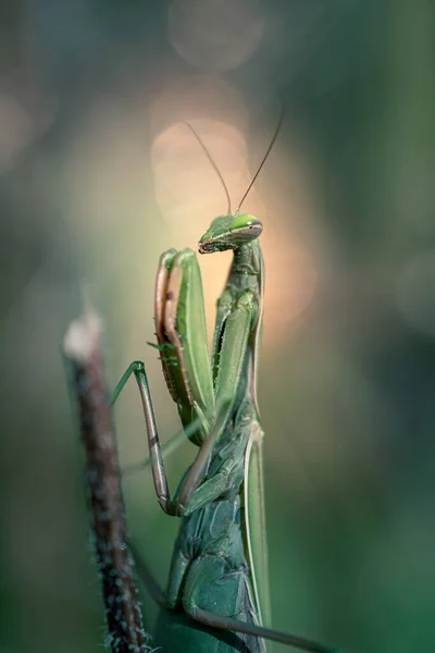 Großaufnahme Von Mantis Religiosa Gottesanbeterin Unter Natürlichen Bedingungen — Stockfoto