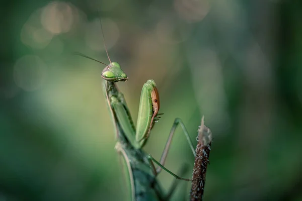 Gros Plan Mantis Religiosa Mante Religieuse Dans Des Conditions Naturelles — Photo