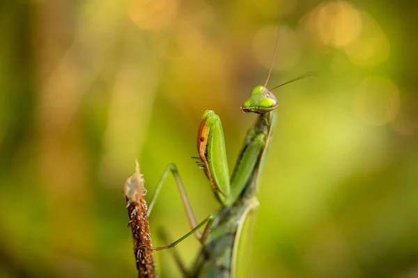 在自然条件下对螳螂 祈祷的螳螂 进行近距离观察 — 图库照片