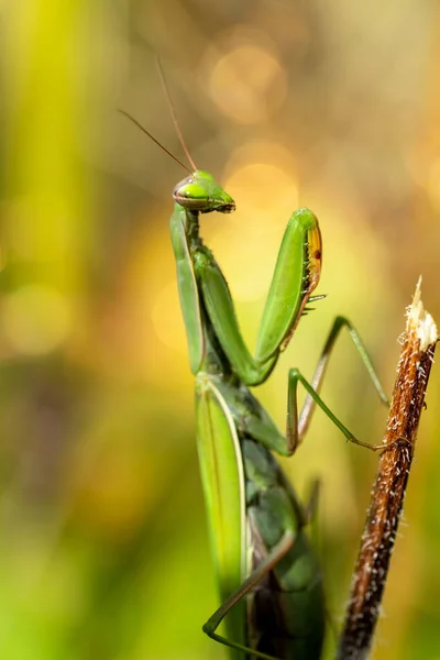 Großaufnahme Von Mantis Religiosa Gottesanbeterin Unter Natürlichen Bedingungen — Stockfoto