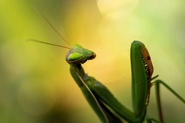 Κοντινό Πλάνο Του Mantis Religiosa Αλογάκι Της Παναγίας Φυσικές Συνθήκες — Φωτογραφία Αρχείου