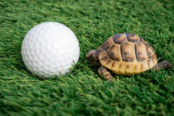 Close Young Hermann Turtle Synthetic Grass Golf Ball Macro Selective — Stock Photo, Image