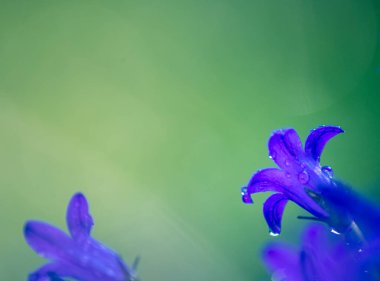 Bulanık yeşil arka planda yağmur damlacıkları olan çan çiçeklerine yakın çekim. metin için boşluk kopyala. makro çekim