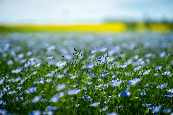 Flores Azules Lino Campo Sobre Fondo Amarillo Borroso Verano Cerca — Foto de Stock