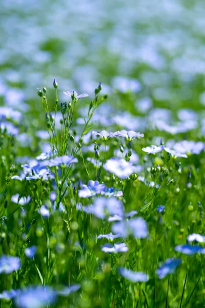 Çiçek Açan Mavi Keten Linum Usitatissimum Alanı Yakın Planda Fotoğraflanmıştır — Stok fotoğraf