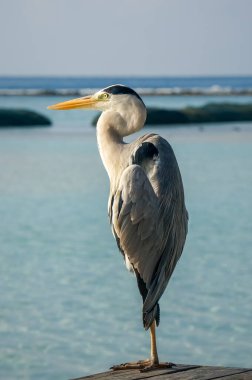 Gri balıkçıl Maldivler adasındaki ahşap iskelede duruyor.