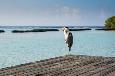 Gri balıkçıl Maldivler adasındaki ahşap iskelede duruyor. Arka planda dalgalar olan deniz manzarası
