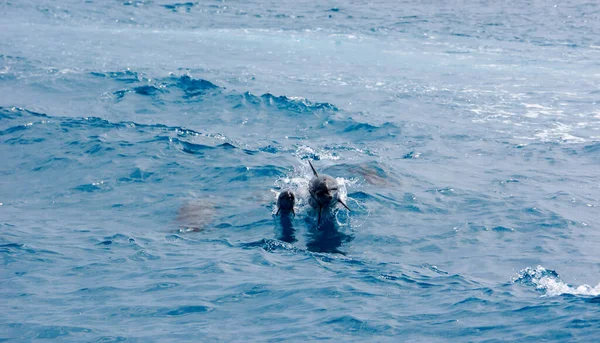 A dolphin family leaping out of the clear blue Maldivian waters.