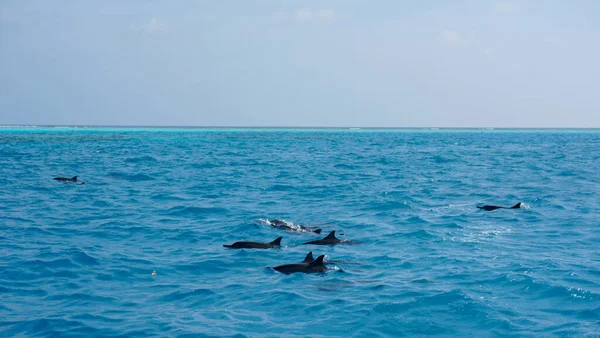 A dolphin family leaping out of the clear blue Maldivian waters.