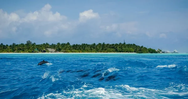 A dolphin family leaping out of the clear blue water. Tropical maldivian island in the background