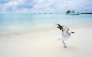 Rihiveli, Maldivler sahilinde bir Yengeç Hayvanı (Dromas ardeola)