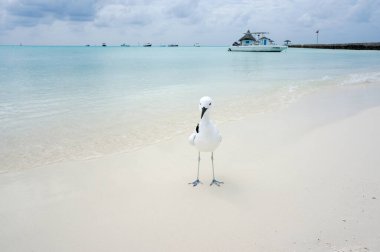 Rihiveli, Maldivler sahilinde bir Yengeç Hayvanı (Dromas ardeola)