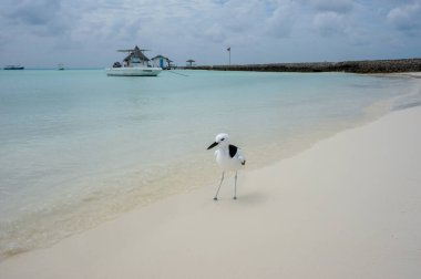 Rihiveli, Maldivler sahilinde bir Yengeç Hayvanı (Dromas ardeola)