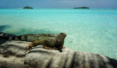 Yeşil İguana (Iguana Iguana) kayaların üzerinde oturuyor. Arka planda tropikal maldivian adaları