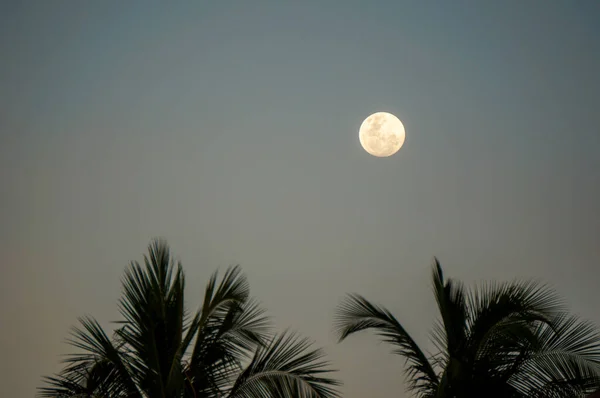 full moon over the palm trees in the maldivian night