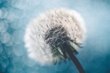 Mavi bokeh arkaplanda gün ışığında güzel bir karahindiba çiçeği. Yaz doğa manzarası, makro ve yumuşak odak