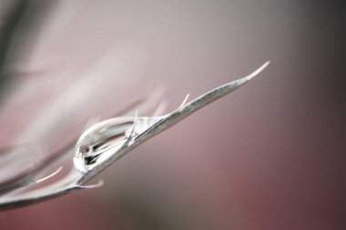 Yaprak makronun üzerine güneş ışığına çiğ damlat. Pembe arka planda yakın plan. Tasarım için bahar yaz şablonu arka planı