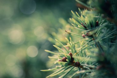 Köknar ağacı dallarının yeşil orman arka planında ışıklar var. Noel ve Yeni Yıl dekorasyonu için şenlik arka planı