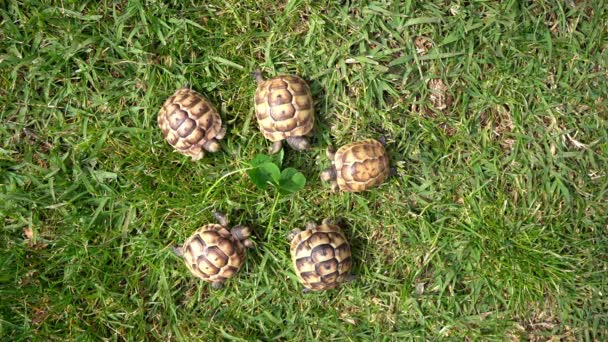 Filmaufnahmen Von Fünf Jungen Hermannschildkröten Die Frischen Klee Auf Grünem — Stockvideo