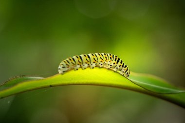 Yaprağın üzerinde siyah çizgili ve turuncu noktalı yeşil bir tırtılın yakın çekimi (Papilio polyxenes). metin için kopyalama alanı olan bulanık yeşil arkaplan.