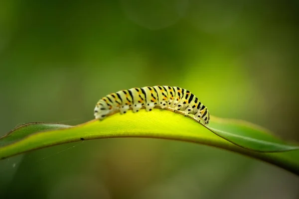 Yaprağın üzerinde siyah çizgili ve turuncu noktalı yeşil bir tırtılın yakın çekimi (Papilio polyxenes). metin için kopyalama alanı olan bulanık yeşil arkaplan.