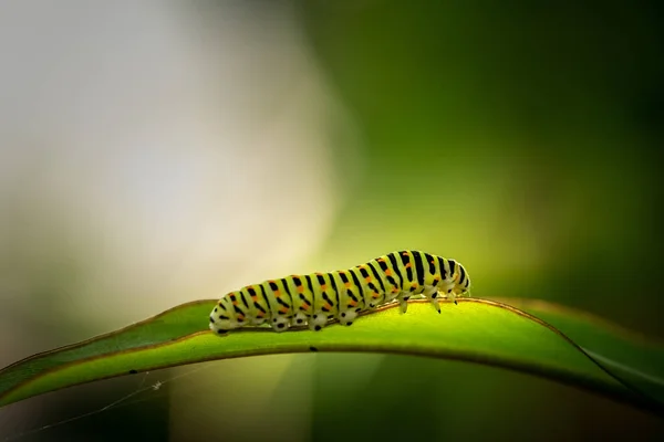 Zbliżenie Zielonej Gąsienicy Czarnymi Paskami Pomarańczowymi Punktami Liściu Polikseny Papilio — Zdjęcie stockowe