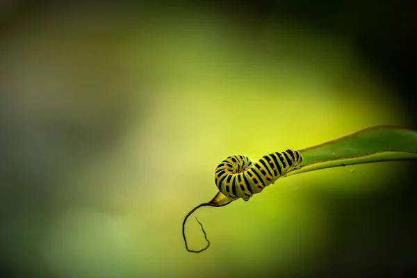 Gros Plan Une Chenille Verte Avec Des Rayures Noires Des — Photo