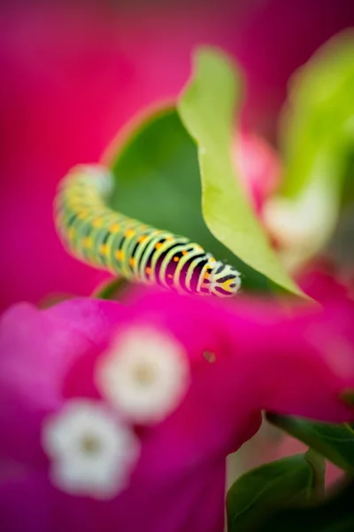 Detail Zelené Housenky Rostlině Bougainvillea Růžovými Květy Zelenými Listy Papilio — Stock fotografie