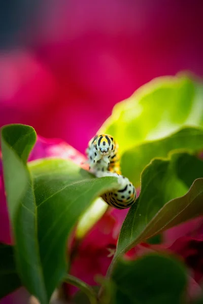 Larva Cola Golondrina Verde Sobre Una Planta Buganvillas Con Flores —  Fotos de Stock